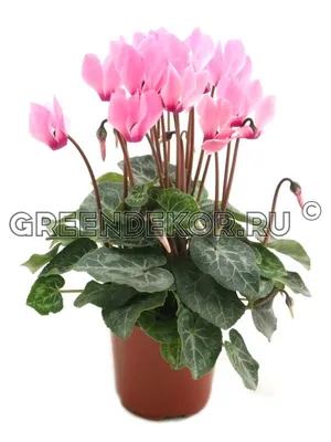 Цикламен персидский – мини Бетти Cyclamen persicum – mini Betti - купить  семена цветов с доставкой по Украине в магазине Добродар