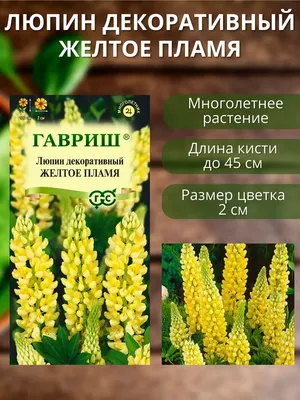 Цветущий Люпин, (Lupinus Polyphyllus), Голубые И Фиолетовые Цветы Люпина,  Цветущие Весной Фотография, картинки, изображения и сток-фотография без  роялти. Image 80862020