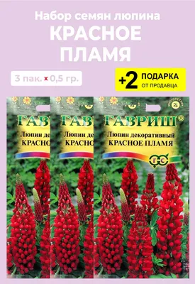 Купить Люпин Белый 10 шт. за 15 руб. почтой | «Сад-Эксперт» – Семена люпина