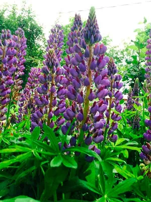 Купить Люпин Зе Чателайн Lupinus The Chatelaine - в питомнике Флорини