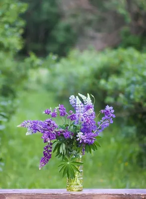 Люпин Хартвега - однолетний - 133 семян - Lupinus hartwegii - семена –  Garden Seeds Market | Бесплатная доставка