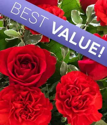 Rose Elegance™ Premium Roses with Jumbo Love Mylar | 1800flowers.com