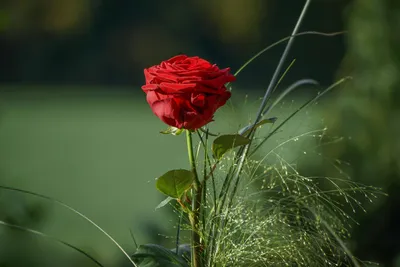 Rose Red - Love Rose, red rose, flowers, nature, bonito, HD phone wallpaper  | Peakpx