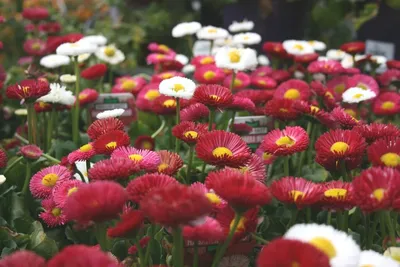 Букет Маргаритка Цветы В Vase Маргаритки Цветыbellis Perennis — стоковые  фотографии и другие картинки Натюрморт - iStock