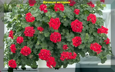 Цветы в корзине «Розовые грёзы»🌺 | Купить с доставкой в Киеве | Лучшая цена