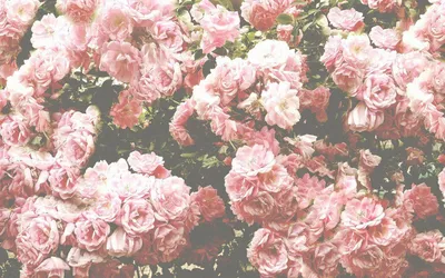 Flowers Backgrounds Tumblr - Wallpaper Cave