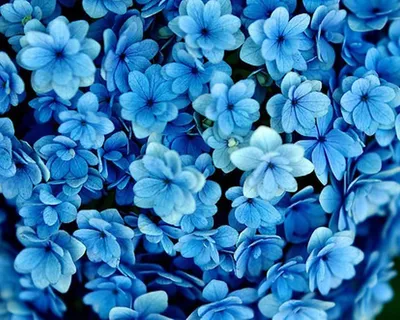 Dark Blue Flowers Tumblr Wallpaper HD Photos | Dark Blue Flo… | Flickr