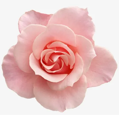 Free: Tumblr Transparent Flowers Rose - Flower With No Background - Free  ... - nohat.cc