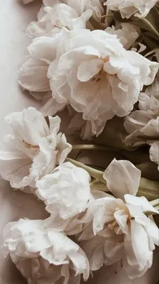 Flowers white flowers | Iphone wallpaper tumblr aesthetic, Flower  aesthetic, Flower background wallpaper