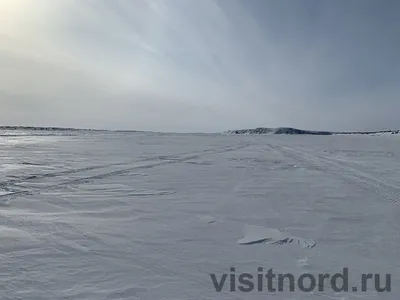 Картинки тундры зимой фотографии