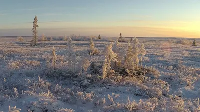 Поехал в тундру на машине зимой в -28 и там застрял. Спасла печка и горячий  чай | Путешествия по планете | Дзен