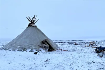 Прописанный в тундре. Как живут ненцы-оленеводы на Ямале