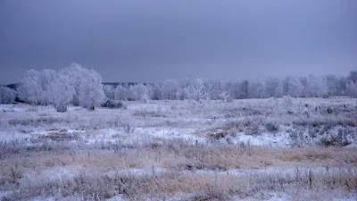 зимой ночью на деревьях тундры и бореалисе Стоковое Фото - изображение  насчитывающей остров, снежок: 230421268