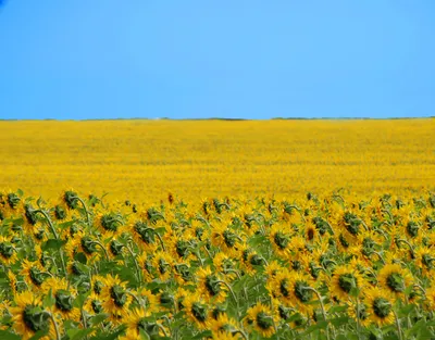 Украинская символика» - коллекция украшений из серебра