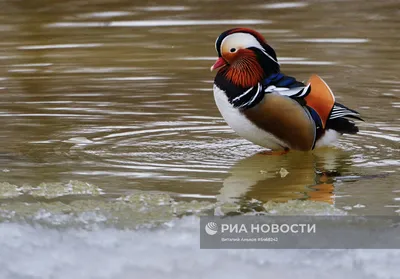 две утки мандаринки стоят в воде, картинка утки мандаринки, мандаринка,  животное фон картинки и Фото для бесплатной загрузки