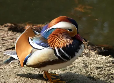 Мандаринка | Mandarin duck | Aix galericulata | Мандаринка, Утки