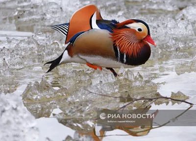 Селезень утки мандаринки — Фото №1426628