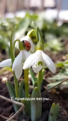 Весна .... Фото весенняя природа | Стихи, фото, романтика | ВКонтакте