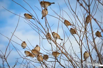 Нужно ли подкармливать птиц весной? Рассказывает орнитолог | bobruisk.ru