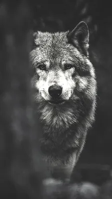 Картинки и фото волков. Красивые волки на телефон и аву. | Lobos, Fondos  animales, Amor de lobo