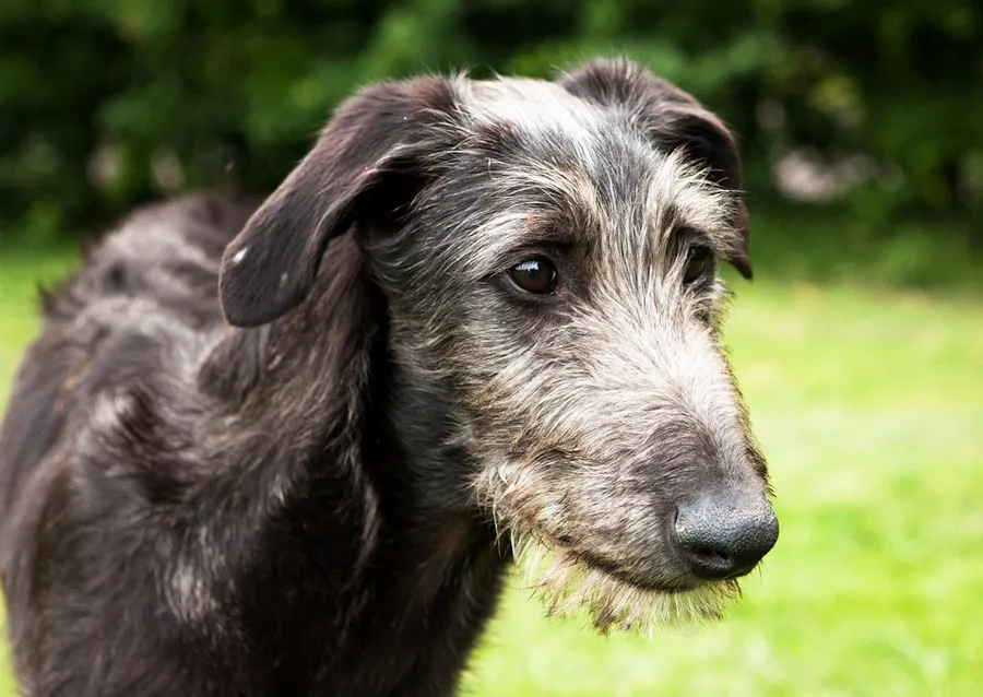 Wolfhound