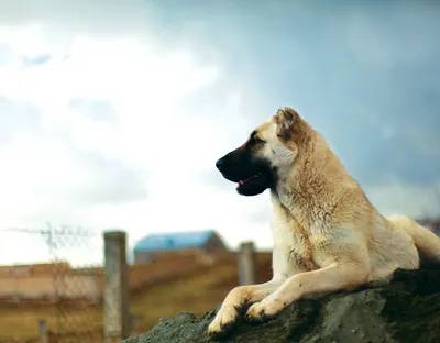 Ирландский волкодав (Irish Wolfhound) - это большая, бесстрашная и сильная  порода собак. Отзывы, описание и фото породы.