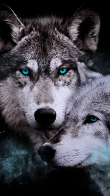 Обои на телефон волк 1080×1920, скачать картинки волки | Zamanilka |  Фотографии животных, Волчак, Черные волки