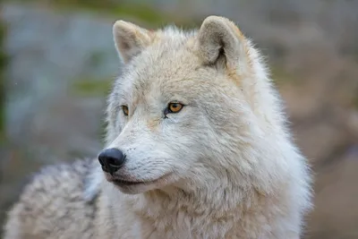 Волки — Википедия