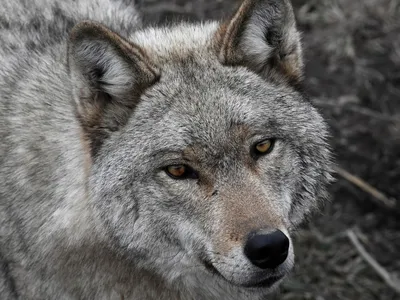 Может ли стая волков напасть на человека в лесу? | Всё о собаках и кошках |  Дзен