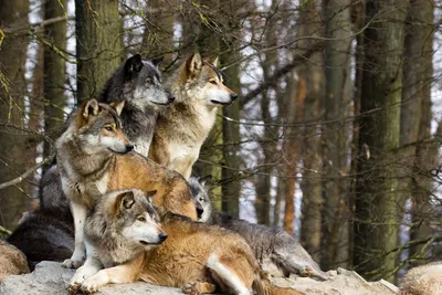 В Ёдве волк-одиночка снова вышел на охоту | Комиинформ