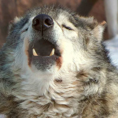 Волки в России подорожали в два раза - Российская газета