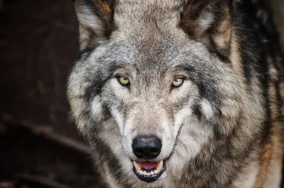 Съели человека, второго сильно погрызли\": фото нападения волков рассылают  под Волгоградом