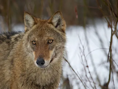 Европа переживает нашествие волков. И думает, не пора ли менять правила  охоты - Delfi RU