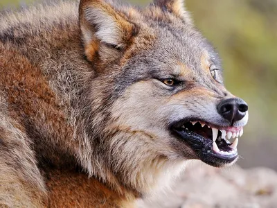 Во Франции растет популяция серых волков | Ветеринария и жизнь