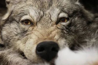 Жители северных районов Омской области шутят о нашествии волков | Общество  | Омск-информ
