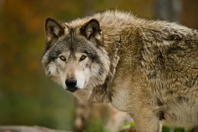 Самые большие виды волков ТОП-5 | В когтях у хищника | Дзен