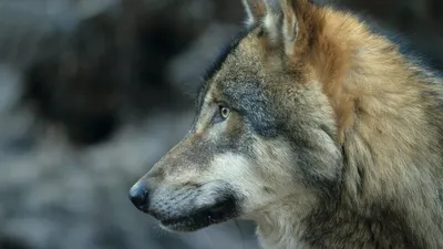 Обнародованы данные о количестве волков в регионах Узбекистана