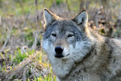 Почему на севере Ростовской области стали чаще видеть волков и что делать,  объяснил биолог - KP.RU