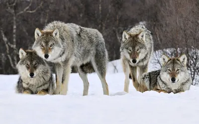 Число волков в лесах Латвии немного растет — охотники / Статья