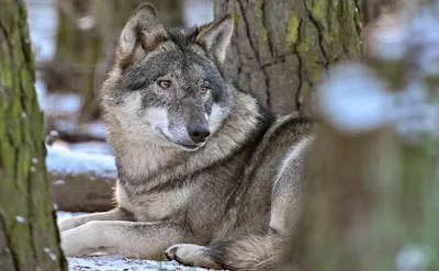 В Литве зафиксированы случаи нападения волков на людей - Delfi RU