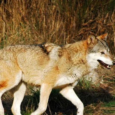 Стая волков загрызла лося в Шумилинском районе