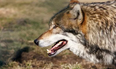 Урсула фон дер Ляйен поддержала возобновление охоты на волков — РБК