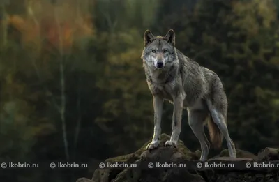 Эксперты выступили против бездумного истребления волков на Алтае -  Российская газета