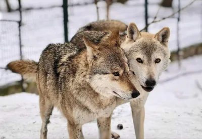 Волк одинец | Торопецкая биостанция «Чистый лес»
