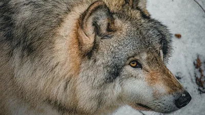 К чему снятся волки — сонник: волки во сне | 7Дней.ру
