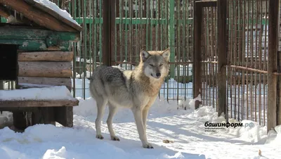 В Волгоградской области охотникам выплатят по 20 тысяч рублей за отстрел  волков