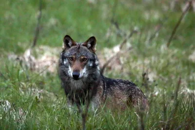 В Костромской области продлен порядок выплаты за добычу волков | ГТРК  «Кострома»