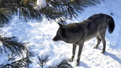 В Воронежской области опровергли сообщения о нападении волков на людей и  животных
