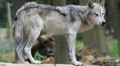 Волк в Курганской области: на кого напал, чем болен, последние новости