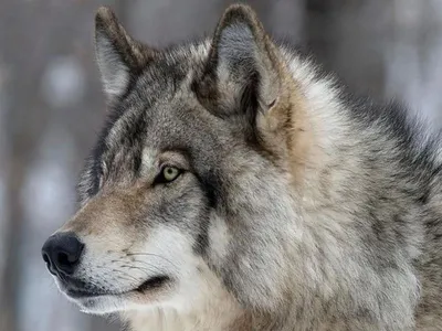 К чему снятся волки по соннику: толкование снов про волков